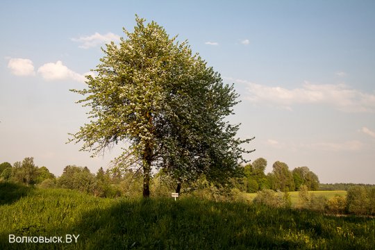 Шавулічы: знак бяды