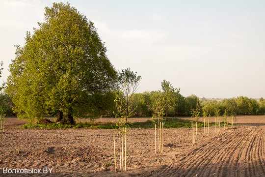 Шавулічы: знак бяды