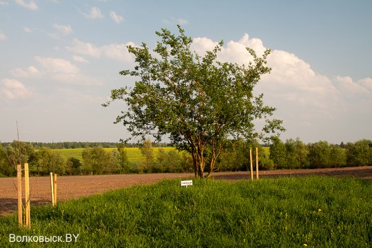 Шавулічы: знак бяды