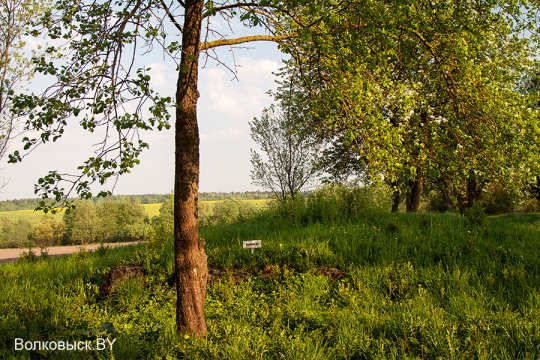 Шавулічы: знак бяды