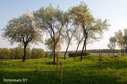 Шавулічы: знак бяды
