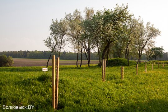 Шавулічы: знак бяды