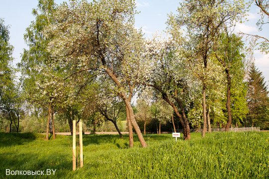 Шавулічы: знак бяды