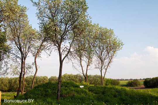 Шавулічы: знак бяды