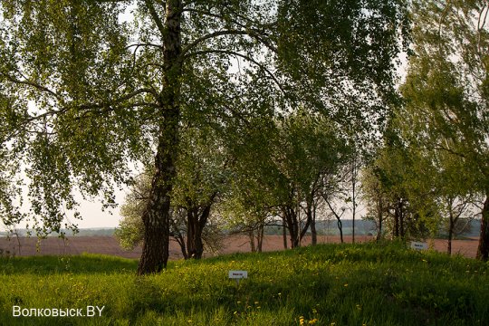 Шавулічы: знак бяды