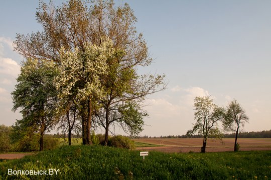 Шавулічы: знак бяды