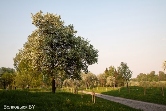 Шавулічы: знак бяды