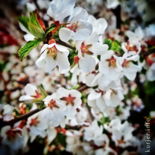 Фотоокна. 17 мая 2013. Про цветы