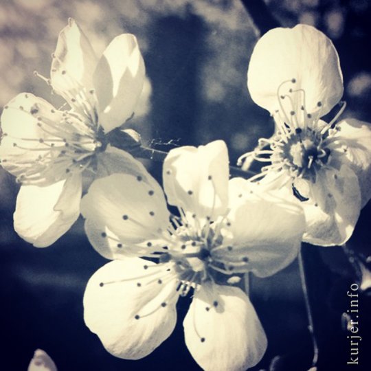 Фотоокна. 17 мая 2013. Про цветы