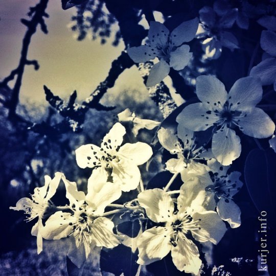 Фотоокна. 17 мая 2013. Про цветы