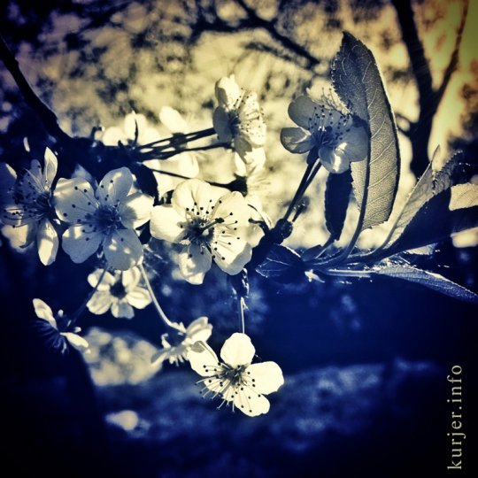 Фотоокна. 17 мая 2013. Про цветы