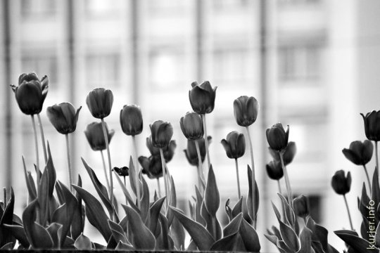 Фотоокна. 18 мая 2013