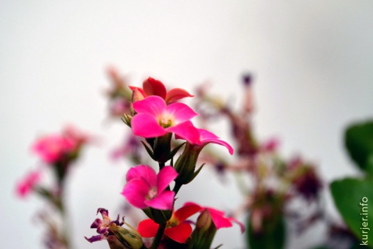 Фото-экспансия. О цветах, деревьях и небе