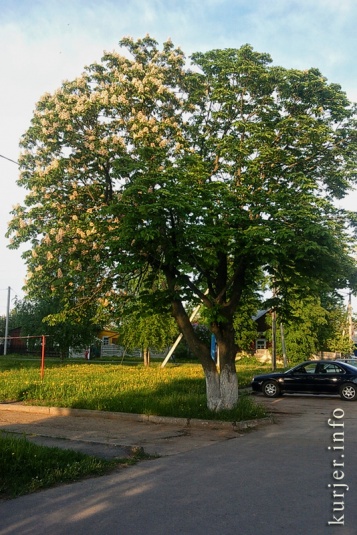 Фото-экспансия. О цветах, деревьях и небе