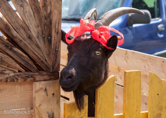 День открытых дверей в Казачьем стане