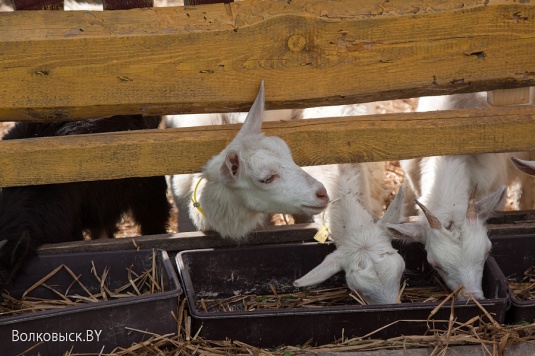 День открытых дверей в Казачьем стане