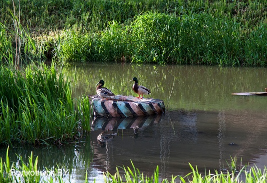 Шоу от Кристофера