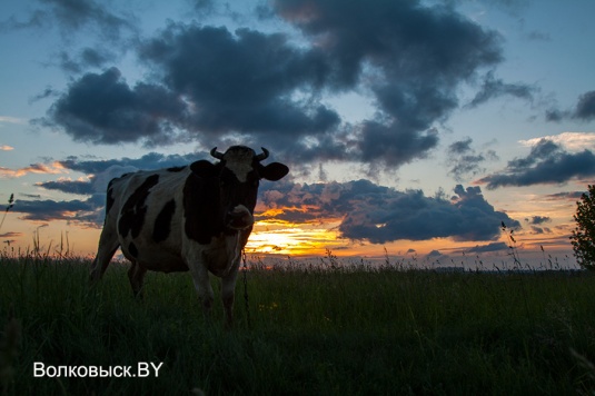 Шоу от Кристофера