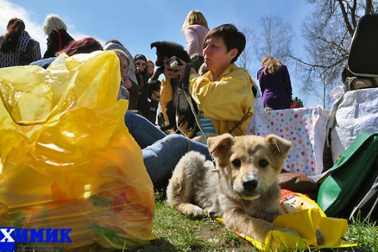 В Полоцке раздавали друзей человека (фото)