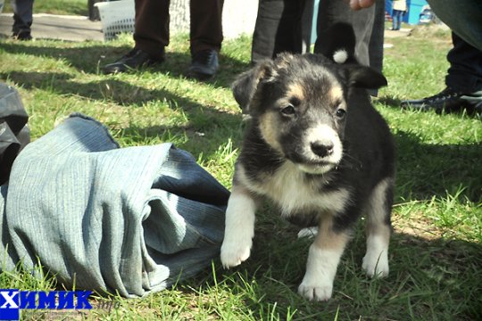В Полоцке раздавали друзей человека (фото)