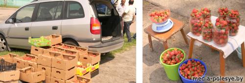 Разгорается клубничный бум в Лунинецком районе. Цена снижается Разгорается клубничный бум в Лунинецком районе. Цена снижается