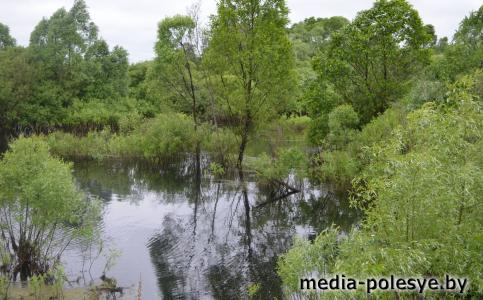 Дожди на Полесье не дают возможности отступить талым водам