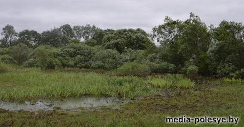Дожди на Полесье не дают возможности отступить талым водам