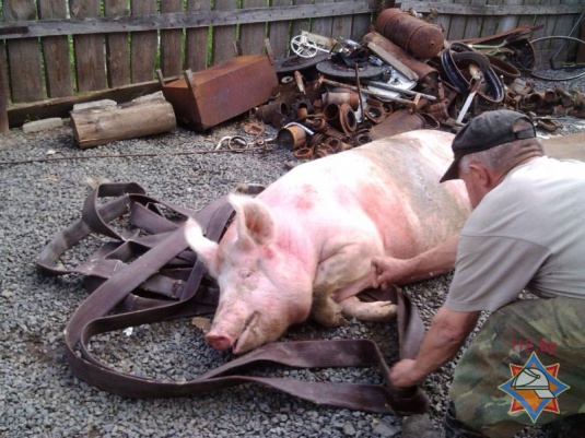 Фотофакт: в Хойниках свинью достали из колодца