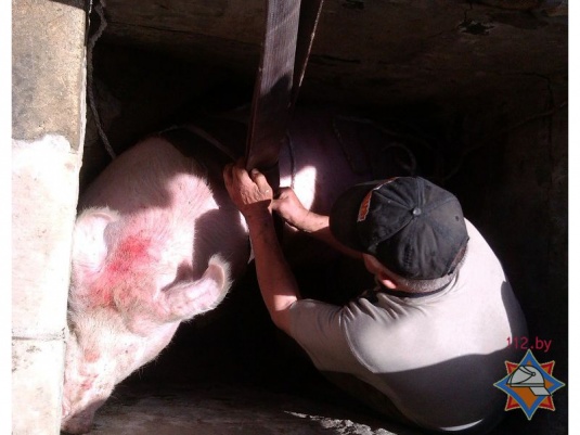 Фотофакт: в Хойниках свинью достали из колодца