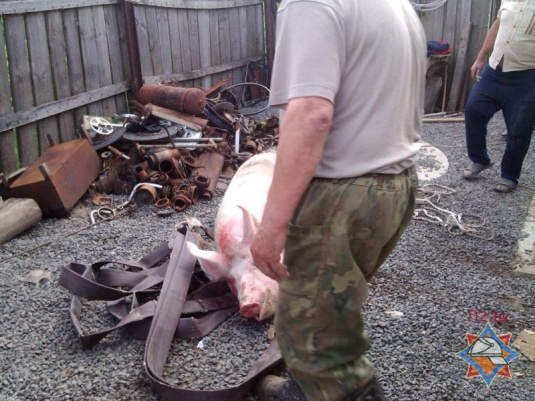 Фотофакт: в Хойниках свинью достали из колодца