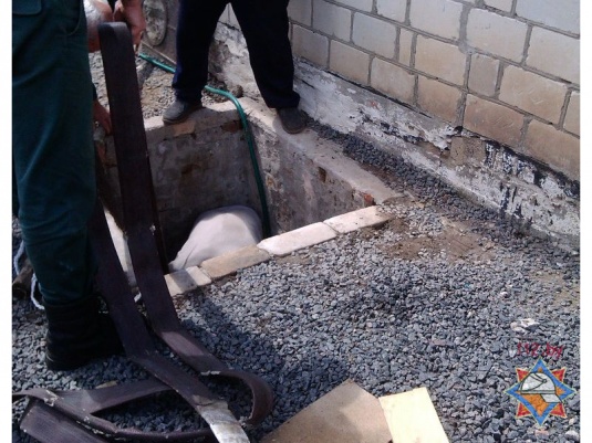 Фотофакт: в Хойниках свинью достали из колодца