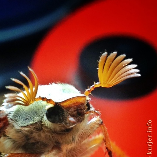 Фотохроника мая-2013. Слуцк