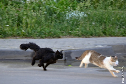 Фотохроника мая-2013. Слуцк