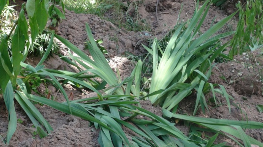 В Гродно взамен благоустройства дворов практикуют “бульдозерную реконструкцию”