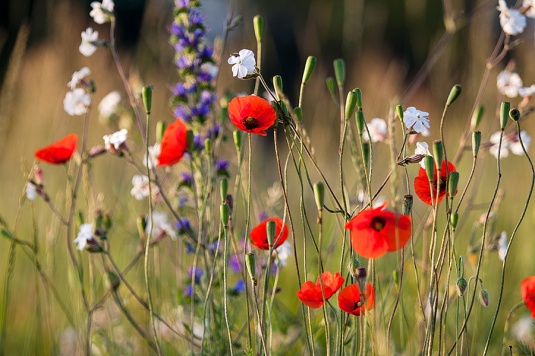 Колумнисты: Привет Волковыск! Доброго дня всем!