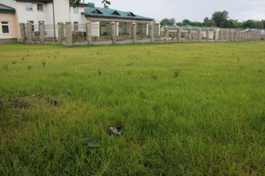 В Гродно в районе железнодорожного вокзала обнаружены десятки мёртвых птиц