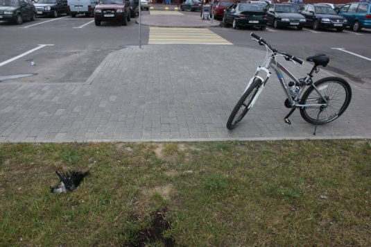 В Гродно в районе железнодорожного вокзала обнаружены десятки мёртвых птиц