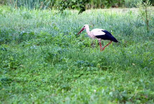 Утренний Волковыск: аист-гурман и садоводы-коммунальщики