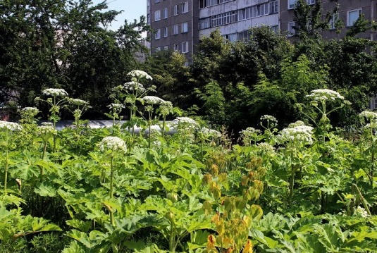 Рядом с жилой застройкой на улице Терешковой в Гродно никто не обращает внимания на заросли борщевика