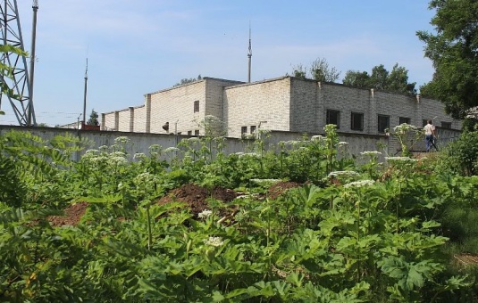 Рядом с жилой застройкой на улице Терешковой в Гродно никто не обращает внимания на заросли борщевика