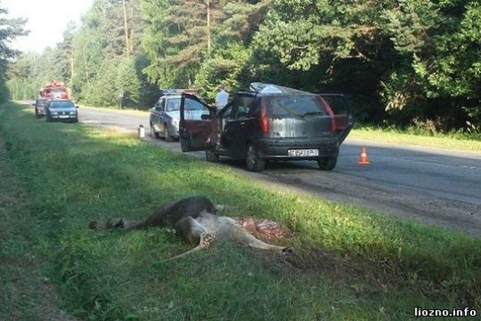 Легковушка столкнулась с лосем, водитель погиб