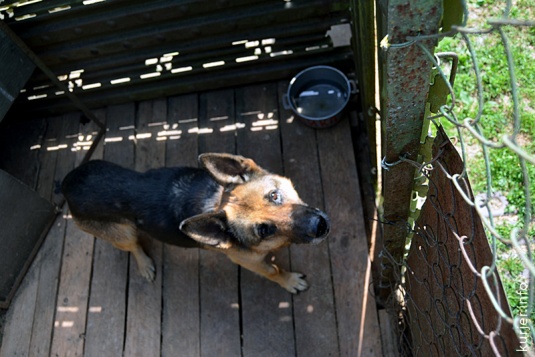 Караульные псы в девятом городке