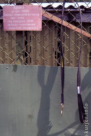 Караульные псы в девятом городке