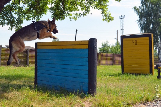 Караульные псы в девятом городке