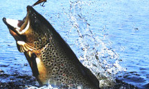 Рыбная ловля в Беларуси может стать платной