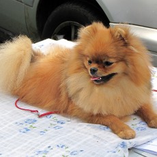 Выставка собак (фото)