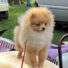 Выставка собак (фото)