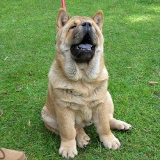 Выставка собак (фото)