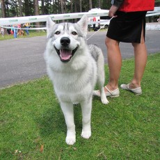 Выставка собак (фото)