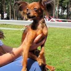 Выставка собак (фото)